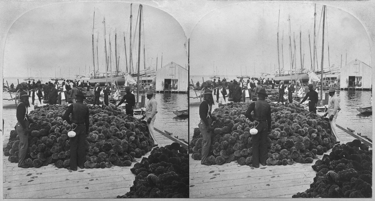 Stereoscopic image showing people around a large pile of sponges on the quayside at a Sponge Market at Key West Harbor, in Key West, Florida, 1898. (Photo by B.L. Singley/Graphic House/Archive Photos/ ...