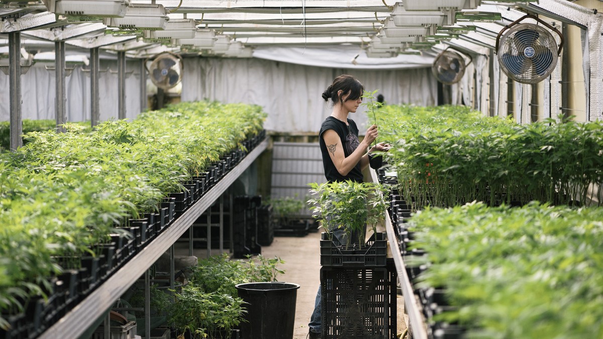 ARCHIVBILD ZUR MK DES BUNDSRATES UEBER MEDIZINALKANNABIS UND STUDIEN ZUM FREIZEITKONSUM VON KANNABIS, AM MITTWOCH, 4. JULI 2018 - A BioCan AG employee works in the greenhouse cultivating THC-poor cann ...