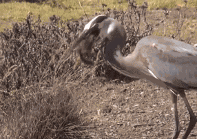 Animiertes GIF
