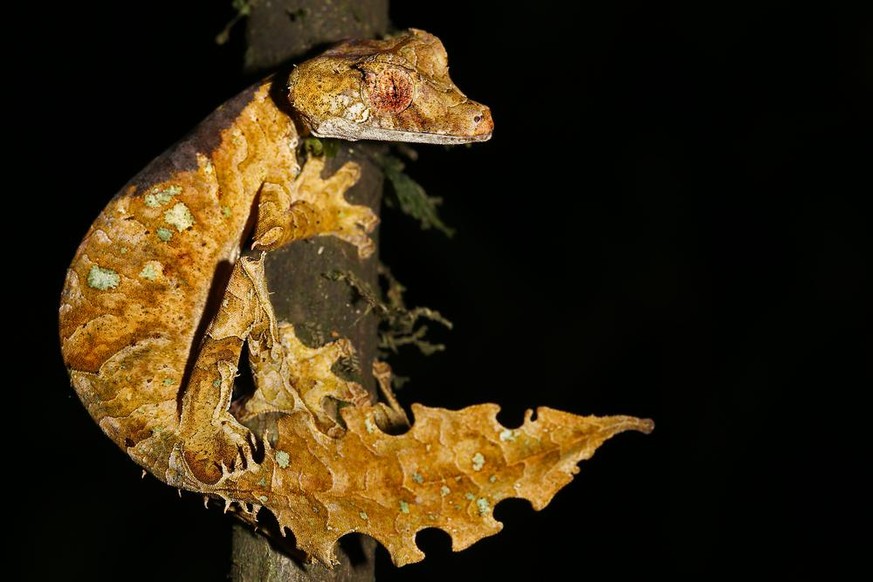 Gespenst-Plattschwanzgecko (Uroplatus phantasticus).