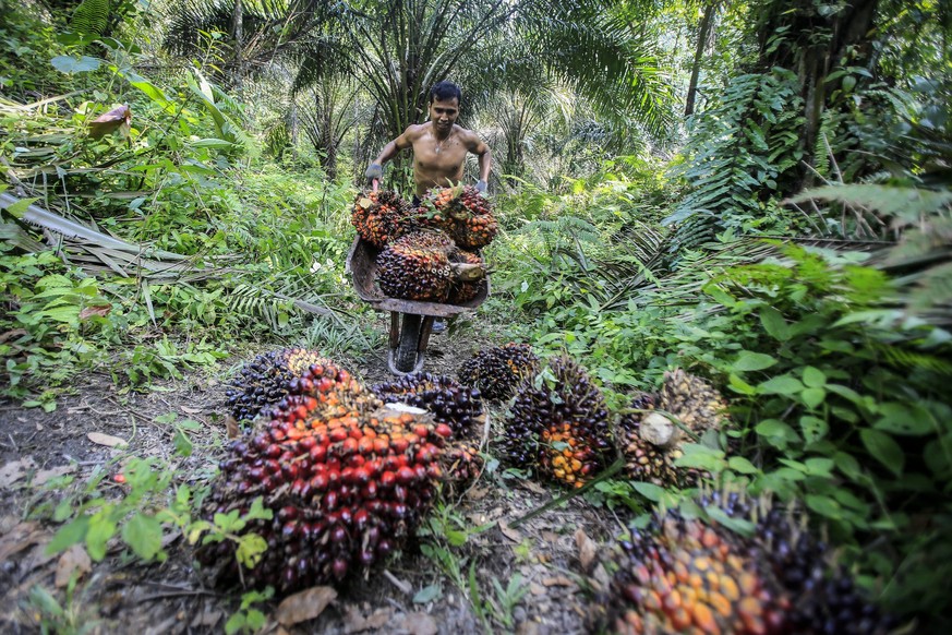 epa05651481 (41/42) An Indonesian worker harvests palm fruits at a palm oil plantation in Deli Serdang, North Sumatra, Indonesia, 16 September 2016. Indonesia is the world&#039;s largest producer of P ...