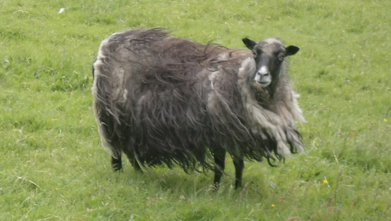 Eines von insgesamt circa 80'000 Schafen, die auf den Färöer leben.