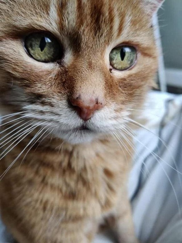 cute news animal tier katze cat

https://www.reddit.com/r/aww/comments/rbeq7h/the_ginger_fur_ball_known_as_weasley_has_made_it/