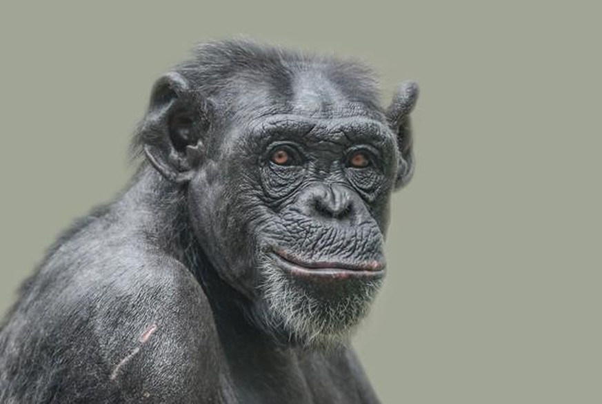 Ein Schimpanse. Auch Menschen zählen übrigens zu den Primaten, genauer zu den Trockennasen-Primaten.