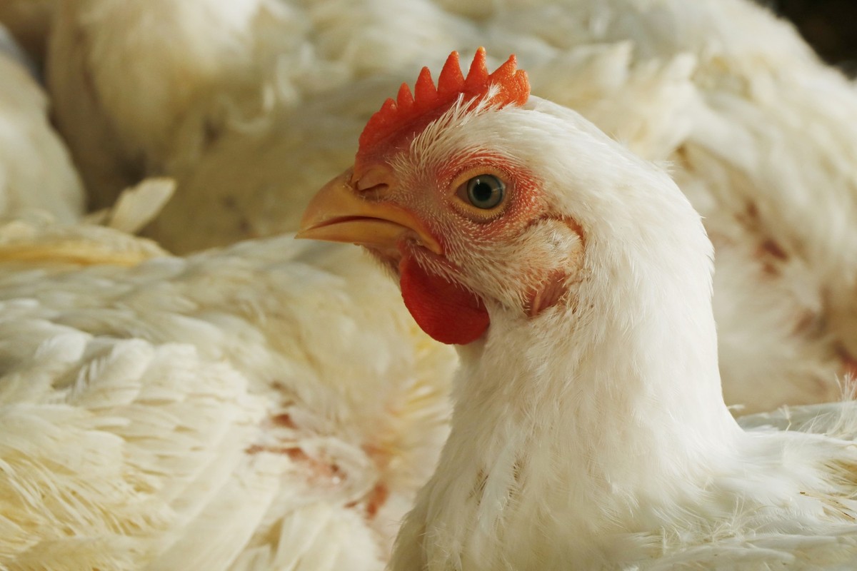white broiler chicken in a cage for meat business