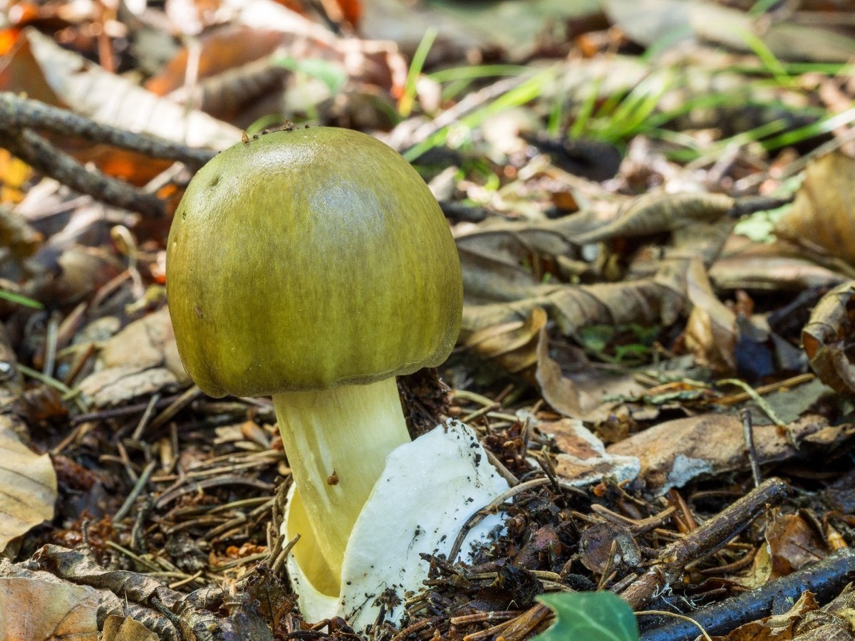 RECORD DATE NOT STATED A closeup of a deadly poisonous death cap (Amanita phalloides) in the forest *** einer closeupe des einer tödlich giftige Tod Mütze Amanita phalloides ÊIn der Wald 10102524