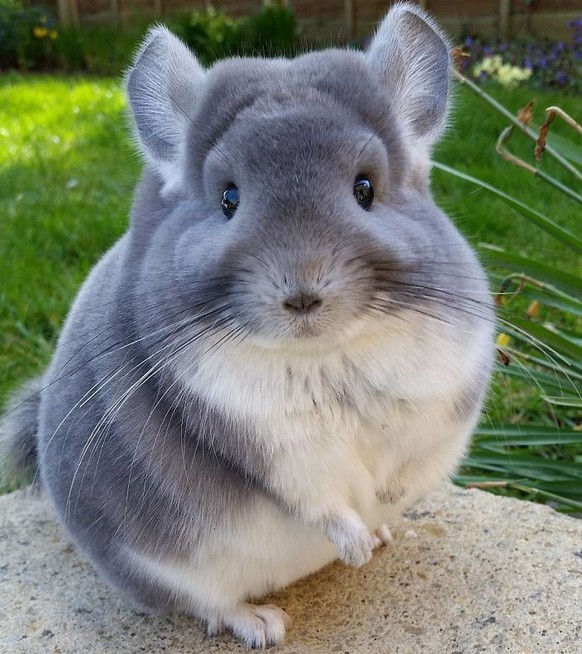 Chinchilla.

http://imgur.com/gallery/sHFgV