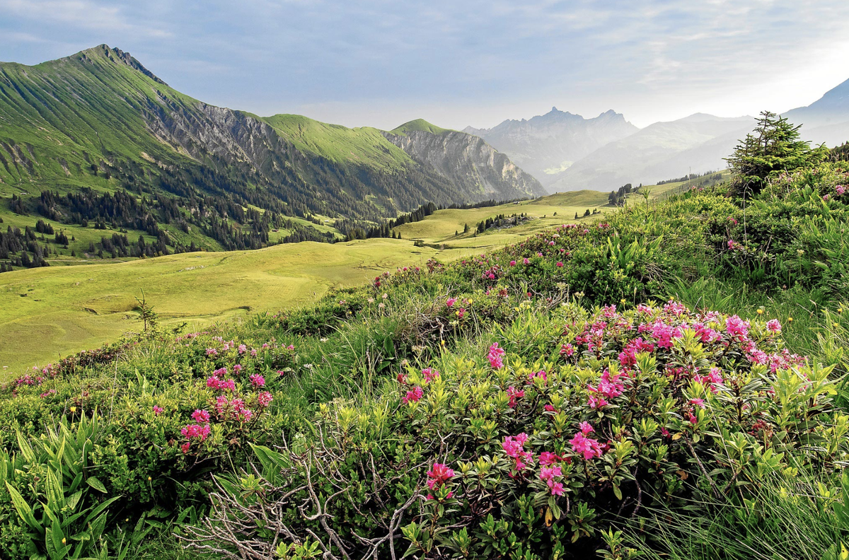 Rauszeit Blumen Leiterli Betelberg