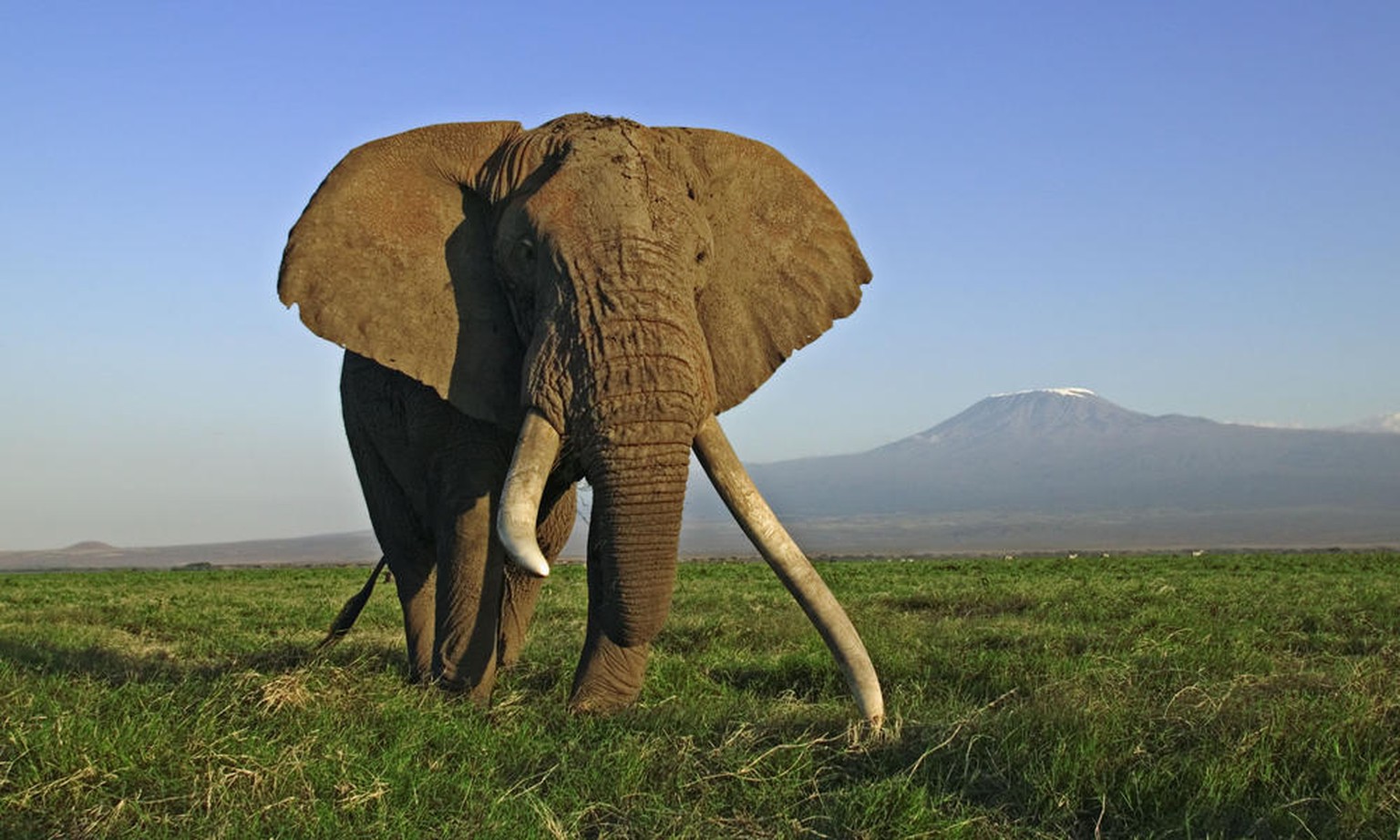 Elefant trampelt in Namibia Grosswildjäger zu Tode
Ich wünsche niemandem etwas Schlechtes. Wenn ich aber lesen kann, dass sich ein Elefant gegen mordende Trophäensammler zur Wehr setzt, stimmt mich da ...