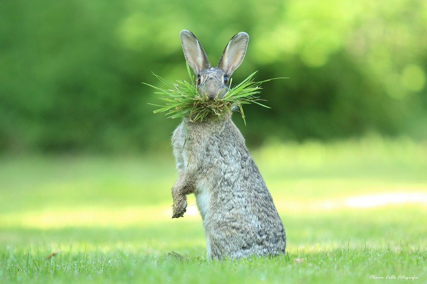 The Comedy Wildlife Photography Awards 2017
Olivier Colle
Bredene
Belgium

Title: Eh, What's up doc ?
Caption: Olivier Colle
Description: This wild rabbit is collecting nesting material. I was watchin ...