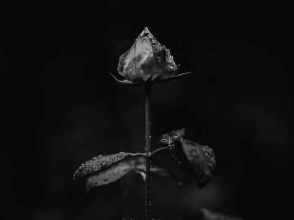 https://unsplash.com/photos/LwyJw2hcNw4
Rose