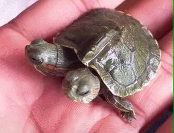 Diese süssesten und lustigsten Tier-Bilder sind alles, was du heute gesehen haben musst
Schildkröten sind untervertreten! Deshalb hier gleich nochmal zwei.