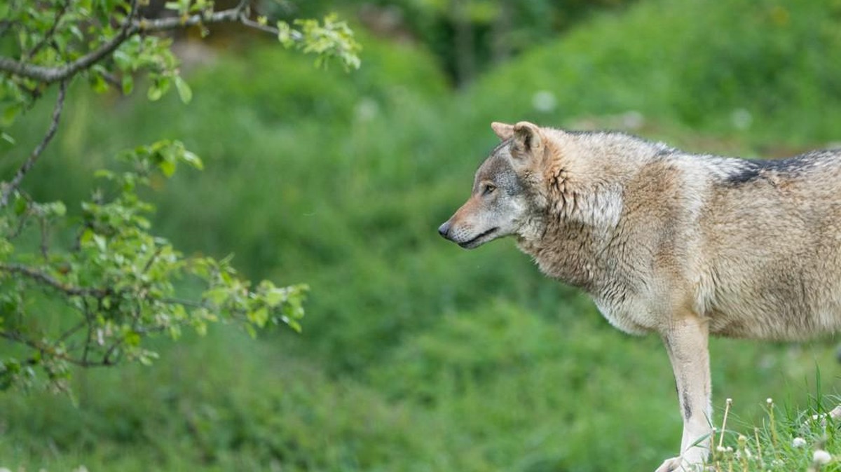 Wolf Graubünden Schweiz