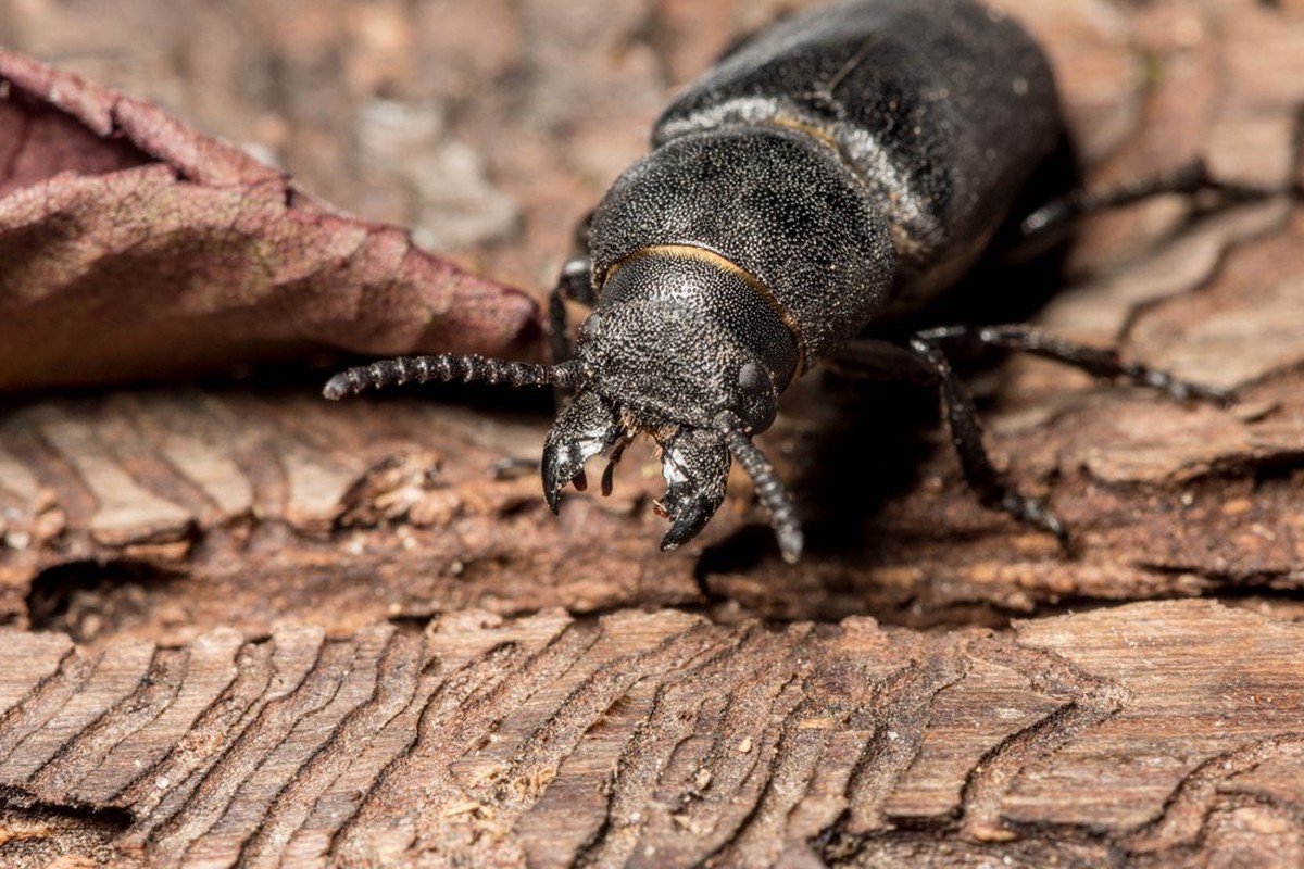 bark beetle eats tree
Borkenkäfer