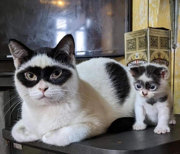 cute news tier katzen

https://www.facebook.com/impanimal/photos/pb.100076643115053.-2207520000/593984715456462/?type=3