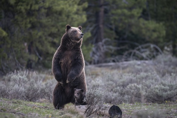 This photo provided by Grand Teton National Park shows Grizzly bear No. 399 and her one-year-old cub after emerging from hibernation, May 16, 2023. (C. Adams/National Park Service via AP)