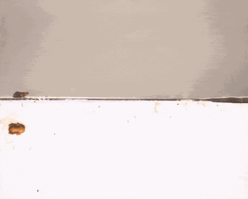 Animiertes GIF
