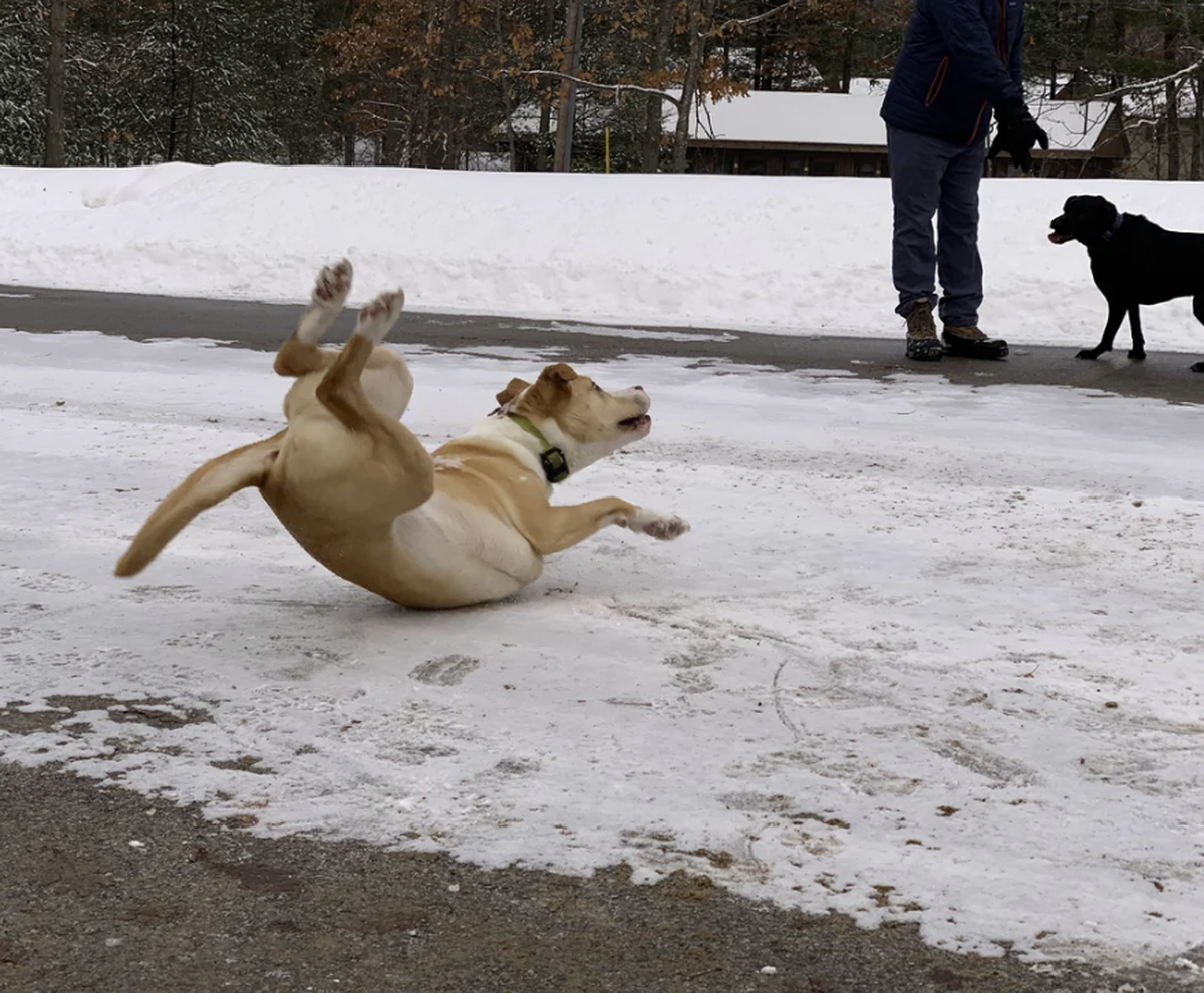 Die lustigsten Fails der Woche: Hund