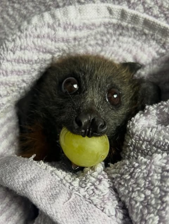 cute news tier fledermaus

https://www.instagram.com/p/DVOGmyNCbhg/?img_index=4