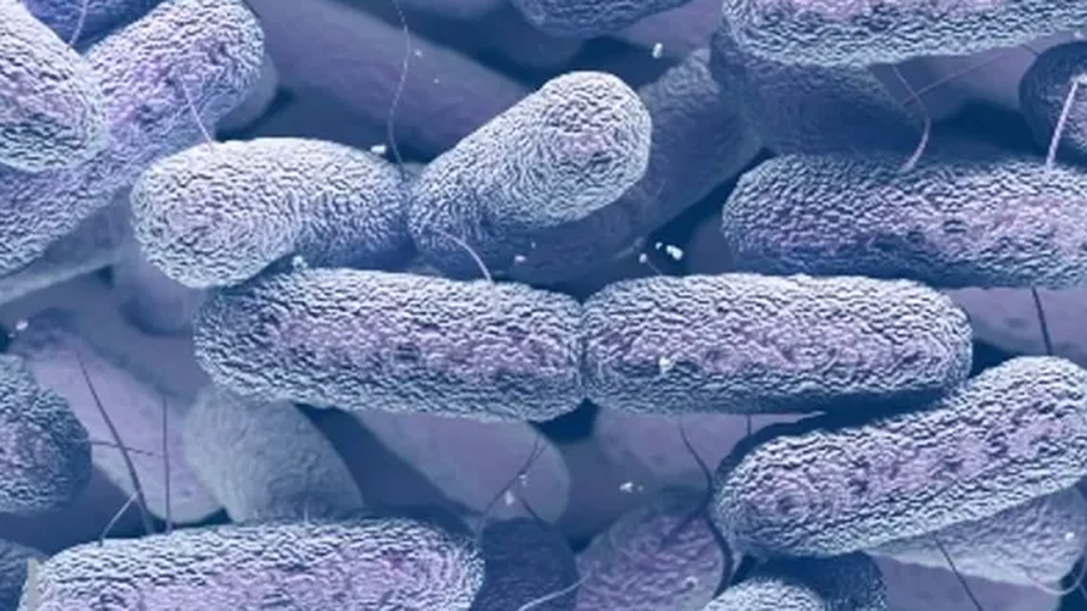 Antibiotic-resistant bacteria mutated in space