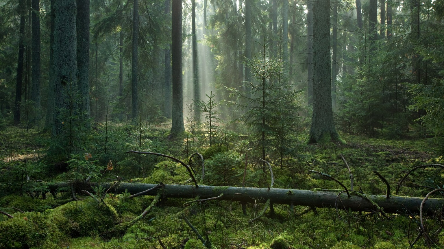 Nebliger Spätsommer im Bialowieza-Wald. Von den insgesamt über 1500 Quadratkilometern Wald befinden sich 620 Quadratkilometer auf der polnischen Seite. Hier stehen die höchsten Laubbäume Europas, sein ...