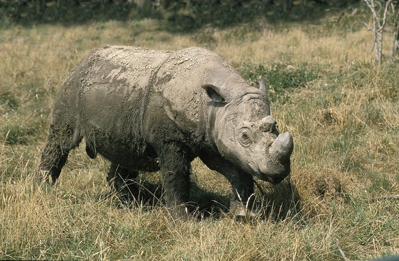 RHINOCEROS DE SUMATRA dicerorhinus sumatrensis, Sumatran Rhinoceros, dicerorhinus sumatrensis, Adult standing on Grass