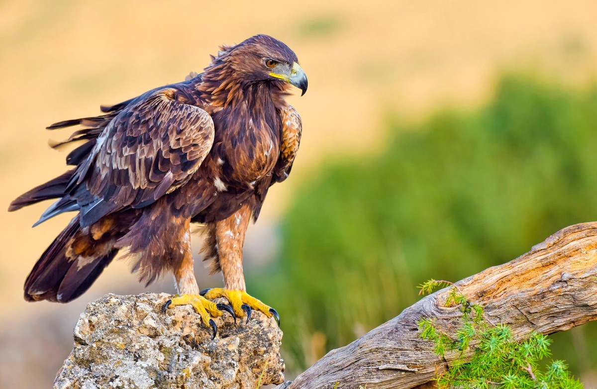 Steinadler