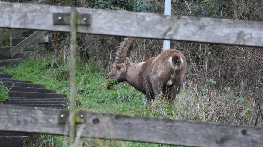 Was sucht der Steinbock neben der Autobahn?