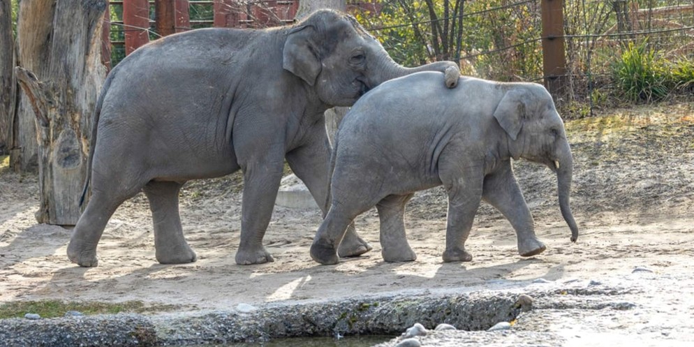 Nur eine Woche nach dem Tod des Elefantenbullen Umesh steckte sich seine Schwester Omysha mit dem gefährlichen Herpesvirus an. Am Freitagvormittag informiert die Direktion des Zoo Zürich über den aktu ...