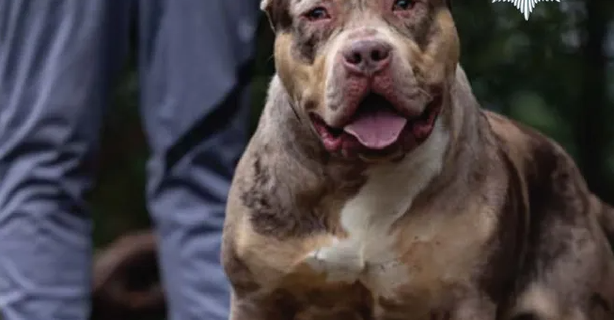 XL-Bully beisst Mann zu Tode – Besitzer muss 12 Jahre in Haft