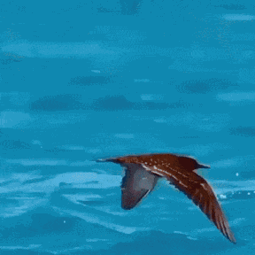 Animiertes GIF