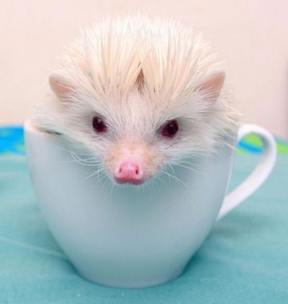 Albino-Igel in Tasse

https://www.pinterest.com/pin/113223378111611451/