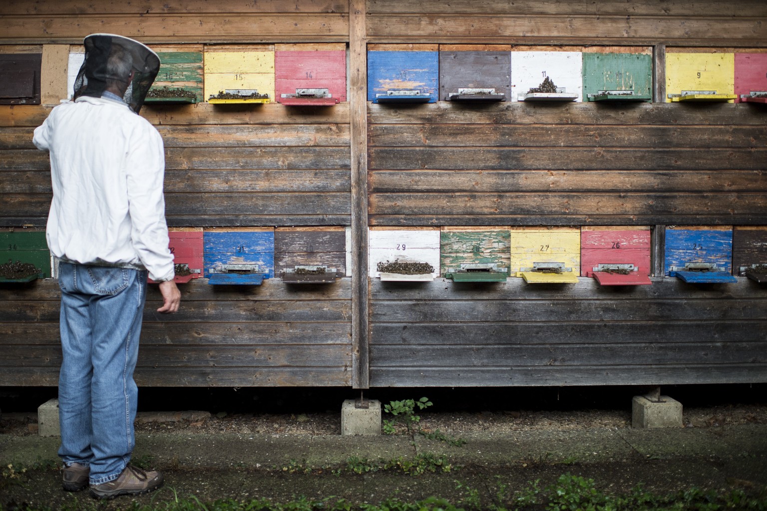 Imker Matthias Schmid kontrolliert die Bienenbestaende, aufgenommen am Dienstag, 22. Juli 2014 im thurgauischen Basadingen. Imker Matthias Schmid behandelt die Winterbienen mit Ameisensaeure gegen Mil ...