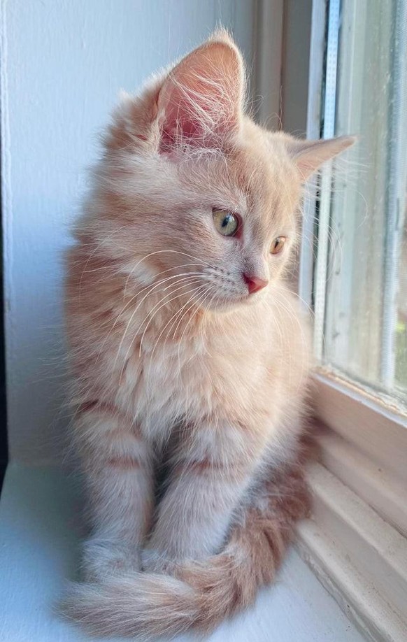 cute news animals cat katze tier

https://www.reddit.com/r/cats/comments/pya1x8/my_boy_11_weekold_siberian_pekoe/