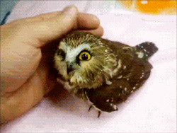 Animiertes GIF