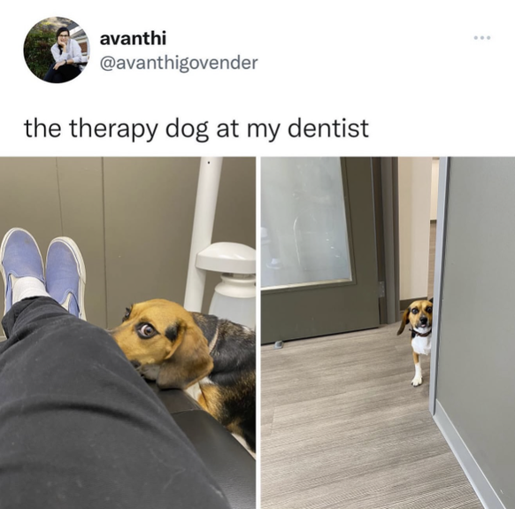 Lustige und tolle Tierbilder