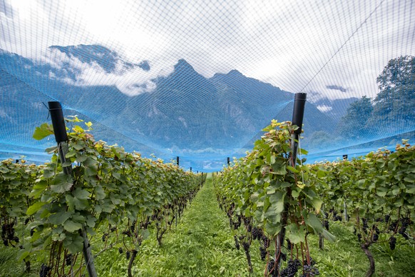 Der Rebberg Buchholz von Ruth und Joe Kempf in Silenen im Kanton Uri am Mittwoch, 23. September 2020. Der Siegerwein in der Sparte Blauburgunder sortenrein, der Buchholzer Troepfli Pinot noir 2018, wu ...