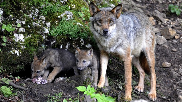 ZUM ENTSCHEID DES STAENDERATS, DEN SCHUTZ DES WOLFS NICHT AUFZUHEBEN, STELLEN WIR IHNEN AM MITTWOCH 9. MAERZ 2016 FOLGENDES BILDMATERIAL ZUR VERFUEGUNG --- Two wolf cubs born end of May eat under the  ...