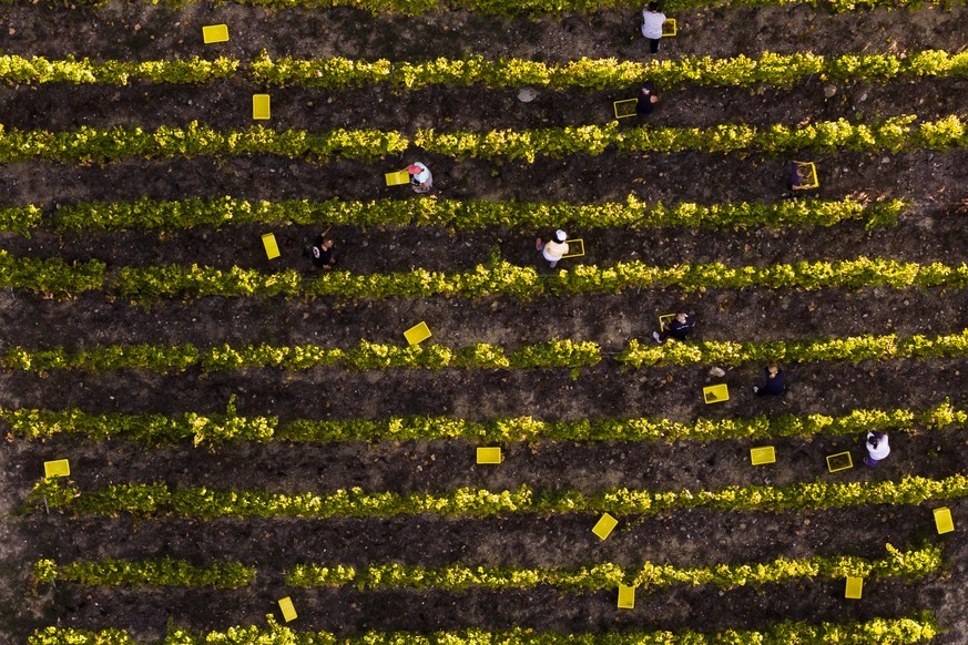Grape pickers harvest grapes of Chasselas in a vineyard overlooking Lake Geneva in Epesses in the region of Lavaux, Switzerland, Thursday, September 20, 2018. Winemakers have been able to begin their  ...