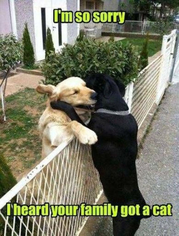 https://twitter.com/WholesomeMeme/status/1660057820375523328/photo/1