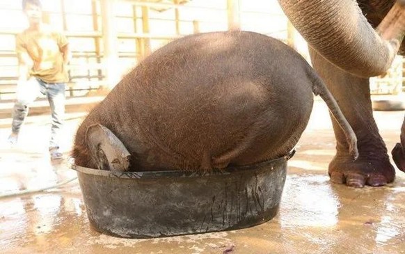nice news animal elephant https://www.reddit.com/r/Elephants/comments/1aq8nn2/cute_elephant/