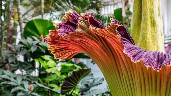 So sieht die Titanzwurz in voller Blüte aus: Dieses Exemplar steht in New York. Und wie steht es um jenes in Zürich?