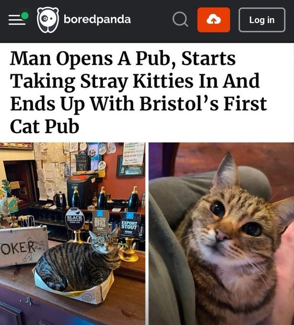 Aww. Great British Meme - mit Katzen-Bonus