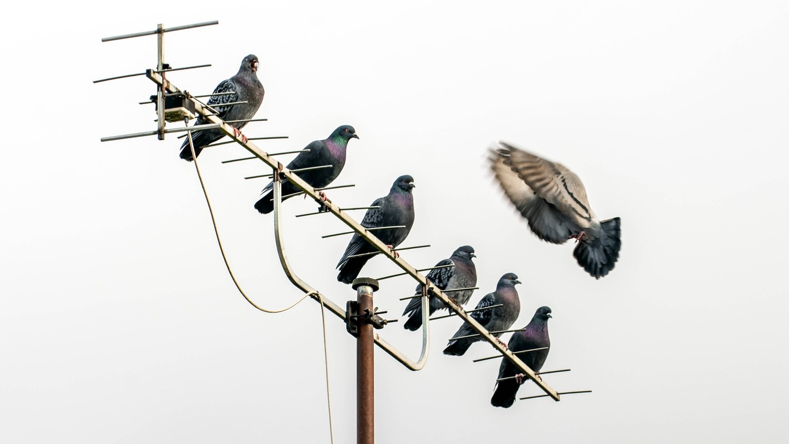 Tauben sitzen auf einer alten Dachantenne, München, 20. Januar 2023 Deutschland, München, 20.01.2023, Tauben sitzen auf einer alten Fernsehantenne, hoch oben auf dem Hausdach, TV Empfang, terrestrisch ...