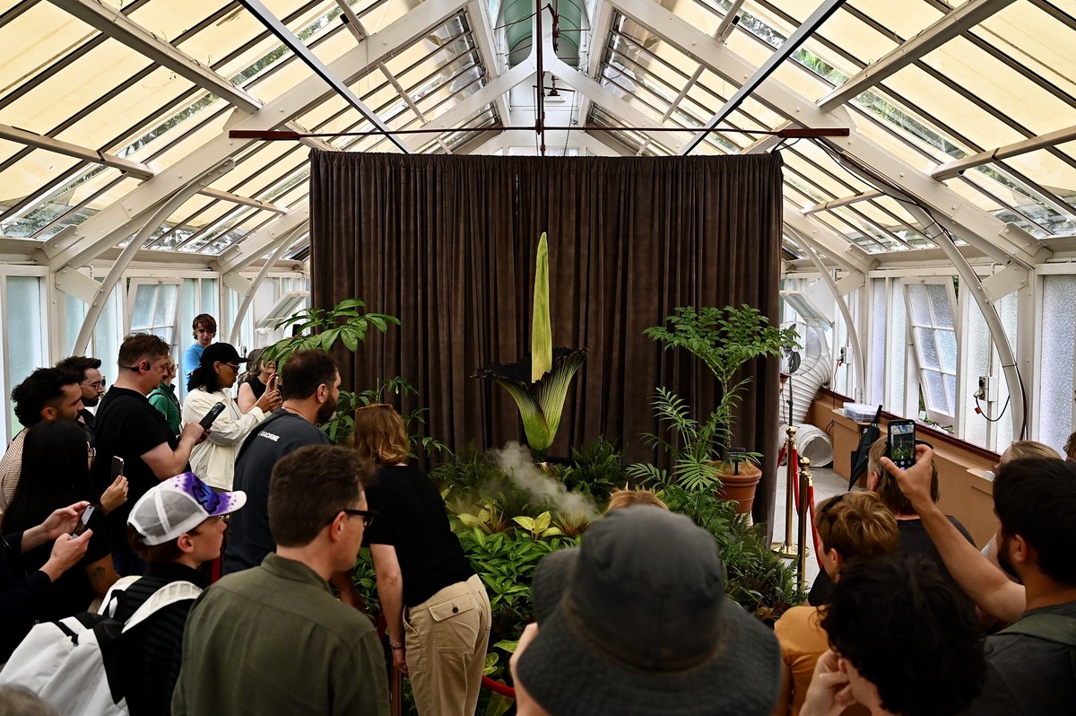 epa11846667 People watch the titan arum or corpse flower, nicknamed Putricia, bloom at the Royal Botanic Gardens in Sydney, Australia, 23 January 2025. The titan arum, a rare and endangered flowering  ...