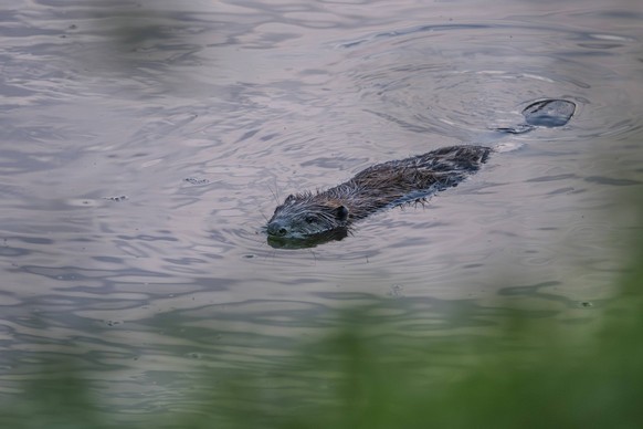 Ein junger Biber Castor fiber schwimmt im Wasser des Bogener Donaualtarms. Die Umgebung ist von Pflanzen umgeben. Es ist Abend und das Licht ist weich. Der Biber ist aktiv und sucht nach Nahrung. Boge ...