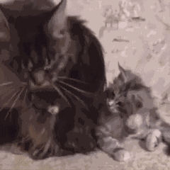 Animiertes GIF