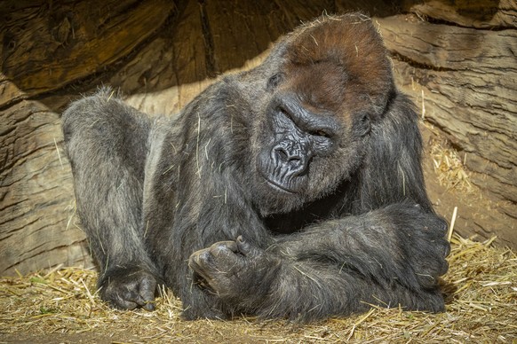 A member of the Gorilla Troop soaks in the sun at his habitat at the San Diego Zoo Safari Park in Escondido, Calif. on Sunday, Jan. 10, 2021. Several gorillas at the San Diego Zoo Safari Park have tes ...