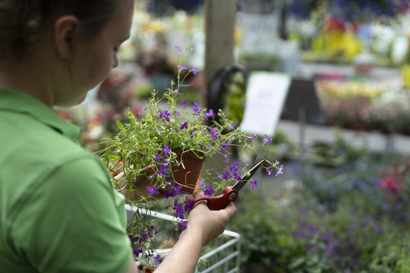Eine Gärtnerin im letzten Lehrjahr pflegt die Blumen im Gewaechshaus des Zulauf-Gartencenters am Freitag, 7. Juni 2024 in Schinznach-Dorf. (KEYSTONE/Gaetan Bally)