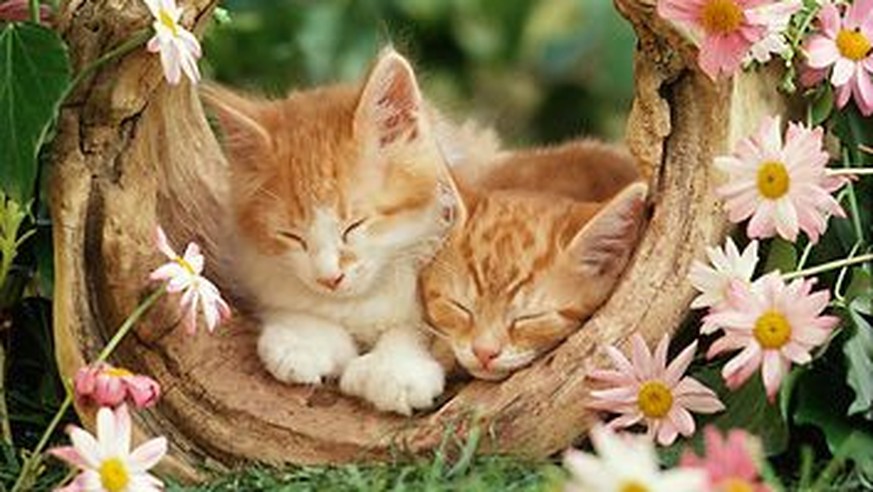 Diese Katzen können den Frühling kaum erwarten. - watson